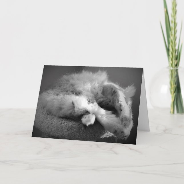 Cartão Cat para dormir (Frente)