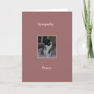 Cartão Cat, Pet Sympathy, Peace