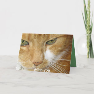 Cartão Cat postcard