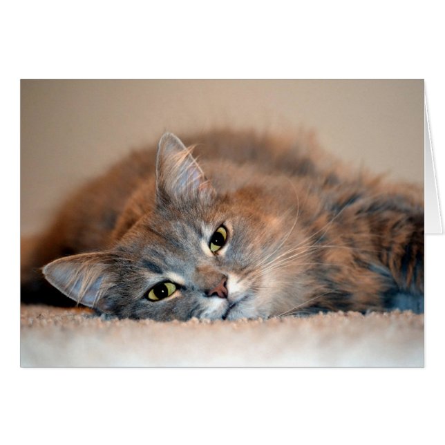 Cartão Cat Russo Azul de Cabelo Longo por Shirley Taylor (Frente Horizontal)