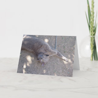 Cartão Cat wants birthday cake!