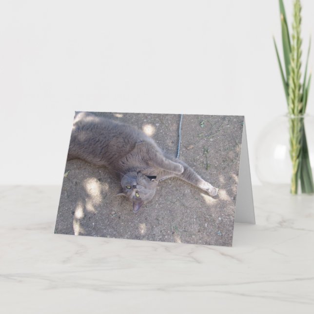 Cartão Cat wants birthday cake! (Frente)