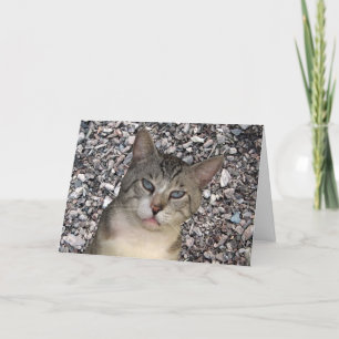 Cartão Cat World Rocks with You Anniversary Card