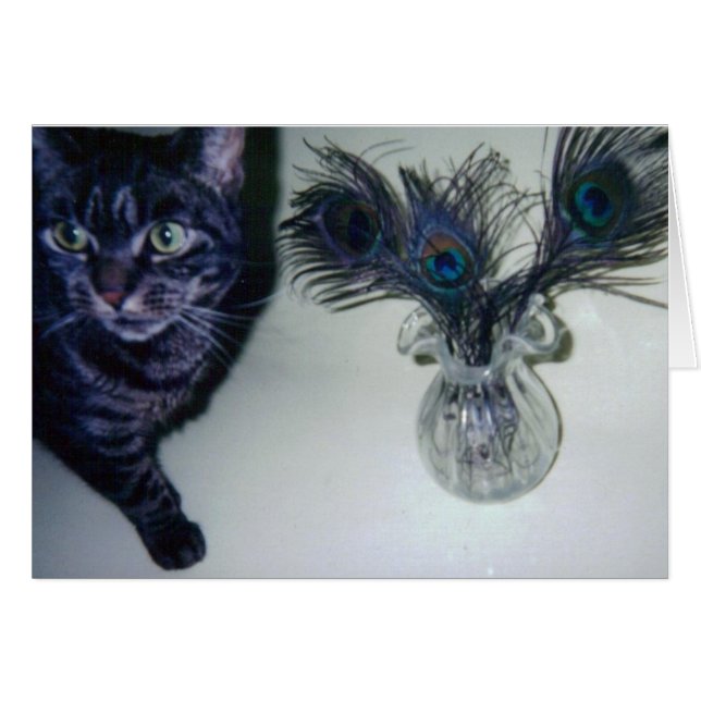 Cartão catandpeacockfeathers 001 (Frente Horizontal)