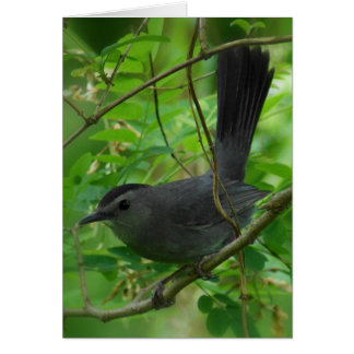 Cartão Catbird