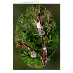 Cartão catkins Spring