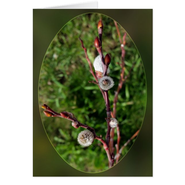 Cartão catkins Spring (Frente)