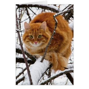 Cartão cats_and_snow_ (14)