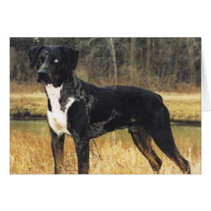 Cartão Cats Cradle Catahoula