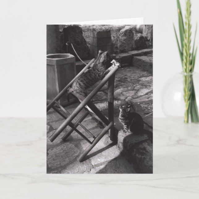 Cartão Cats Playing in Delphi, Greece (Greeting Card) (Frente)