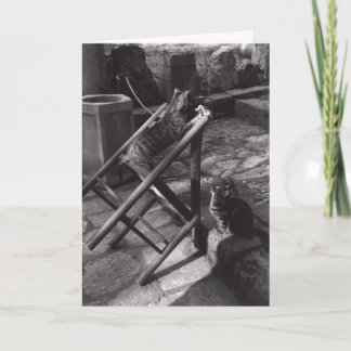 Cartão Cats Playing in Delphi, Greece (Greeting Card)