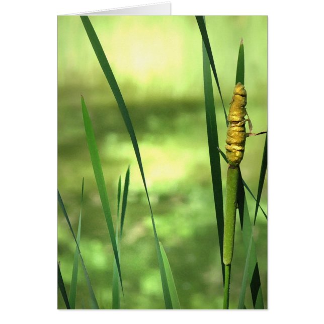 Cartão Cattails na lagoa (Frente)