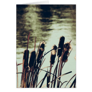 Cartão Cattails, plantas da lagoa