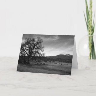Cartão Cattle North of Stonyford, Colusa County, CA, 1966