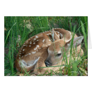 Cartão Cauda branca do bebê