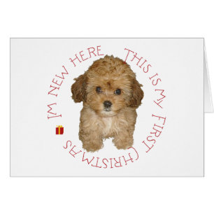 Cartão Cavachon Puppy Primeiro Natal