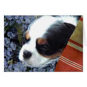 Cartão Cavaleiro Rei Charles Spaniel