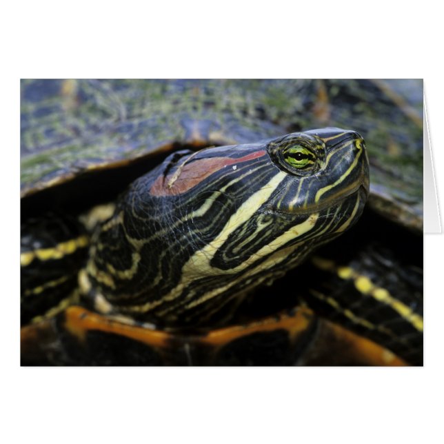 Cartão Cavaleiro Vermelho, Trachemys scripta elegans, 2 (Frente Horizontal)