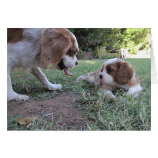 Cartão Cavalier King Charles Rescues