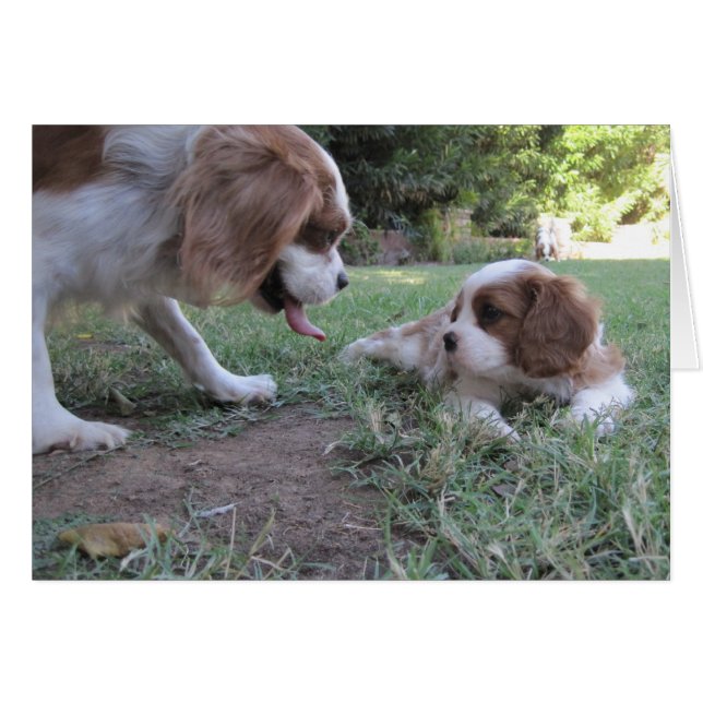 Cartão Cavalier King Charles Rescues (Frente horizontal)