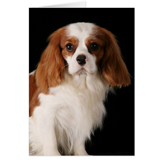 Cartão Cavalier King Charles Spaniel (Frente)