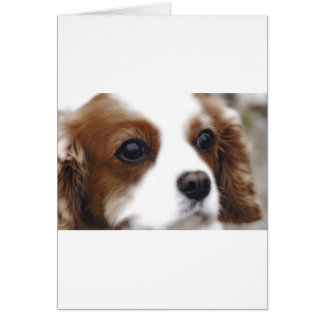 Cartão Cavalier King Charles Spaniel