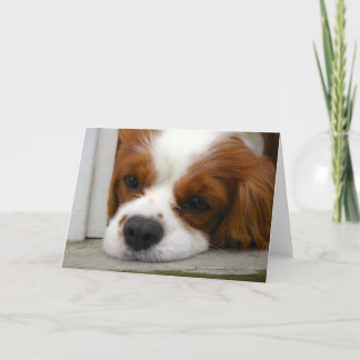 Cartão Cavalier King Charles Spaniel