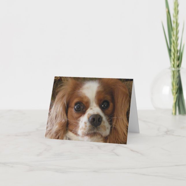 Cartão Cavalier King Charles Spaniel (Frente)