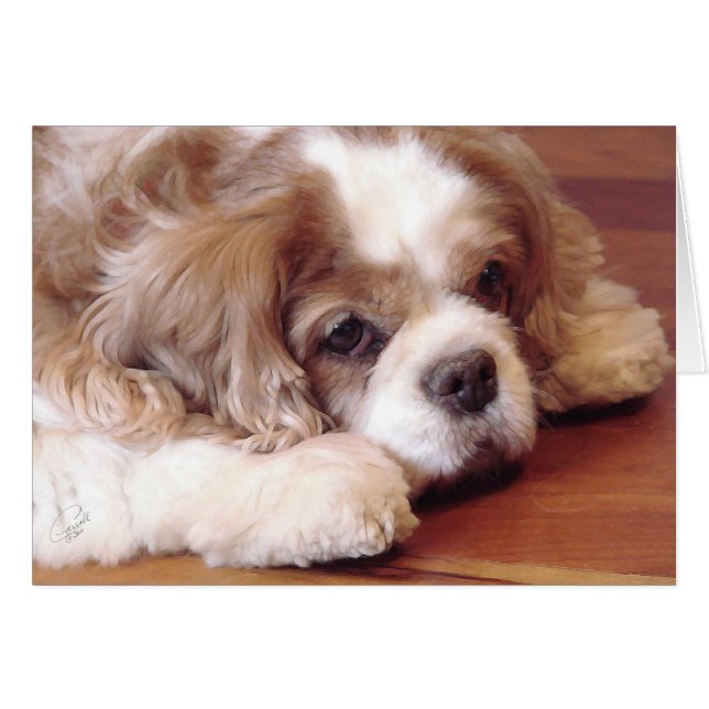 Cartão Cavalier King Charles Spaniel (Frente Horizontal)