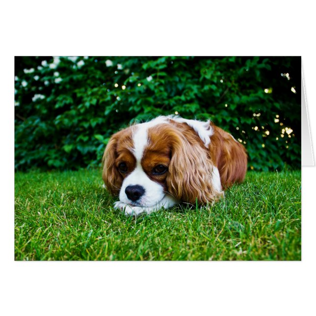 Cartão Cavalier King Charles Spaniel Blenheim em Grass (Frente Horizontal)