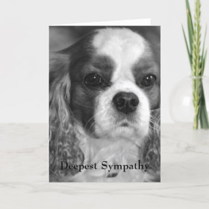 Cartão Cavalier King Charles Spaniel Deepest Sympathy