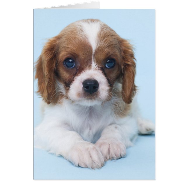 Cartão Cavalier King Charles Spaniel Puppy (Frente)