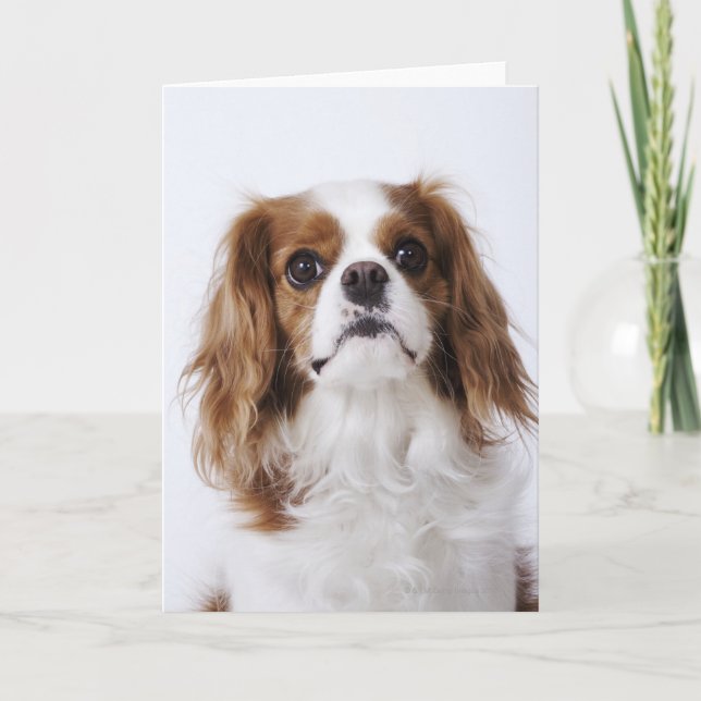 Cartão Cavalier King Charles Spaniel sitting in studio (Frente)