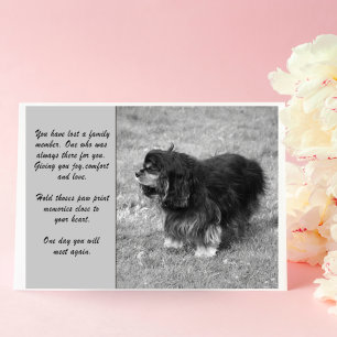 Cartão Cavalier King Charles Sympathy Greeting Card