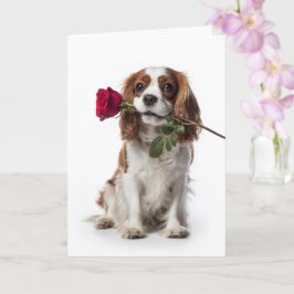 Cartão Cavalier King Charles Valentine – Amor Terno