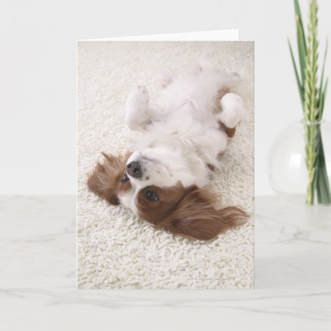 Cartão Cavalier mostrando barriga (Frente)