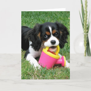 Cartão Cavalier Pup