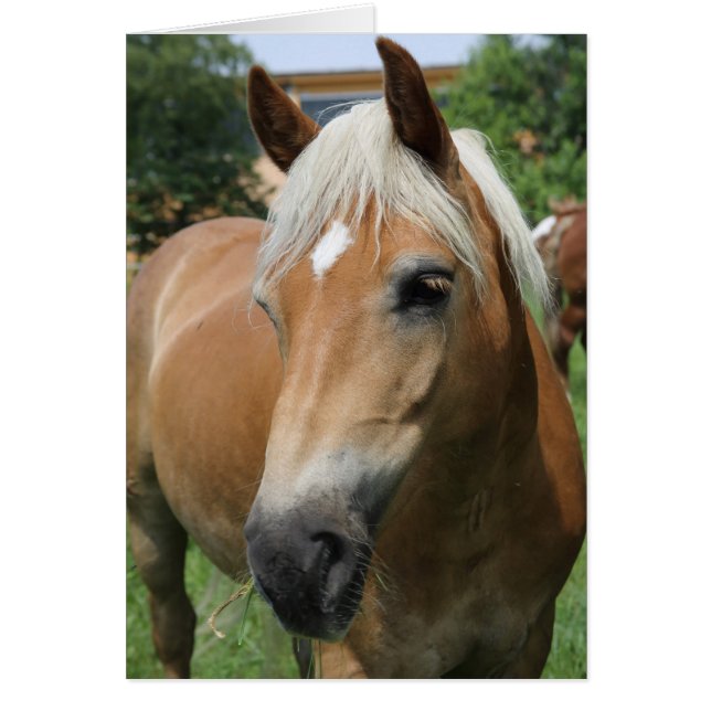 Cartão cavalo (Frente)