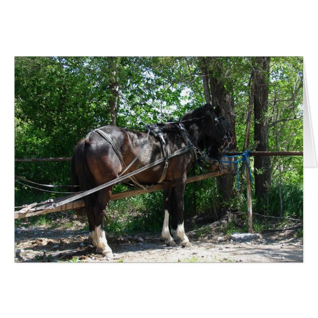 Cartão Cavalo à Espera (Frente Horizontal)