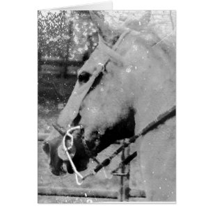 Cartão Cavalo a Preto e Branco