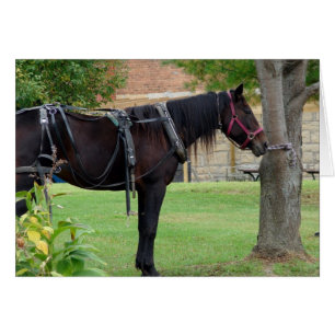 Cartão Cavalo Amish Esperando no Iowa Rural