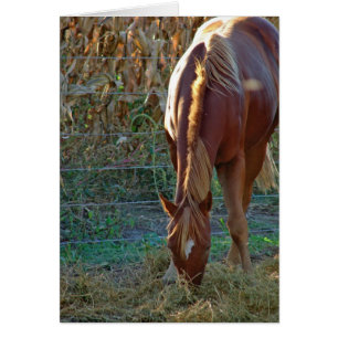 Cartão Cavalo ao Sol