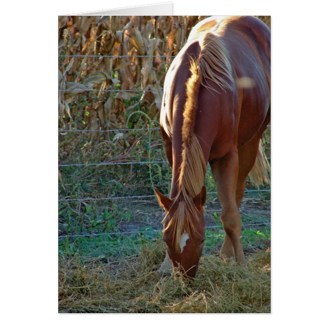 Cartão Cavalo ao Sol (Frente)