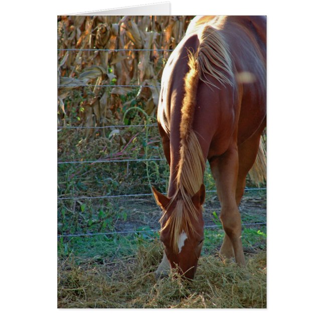Cartão Cavalo ao Sol (Frente)