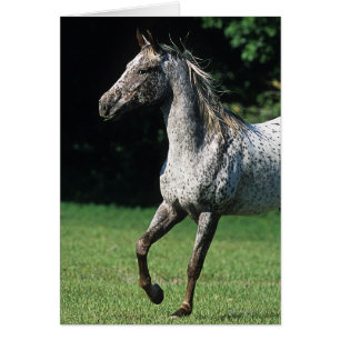 Cartão Cavalo Appaloosa Correndo 2
