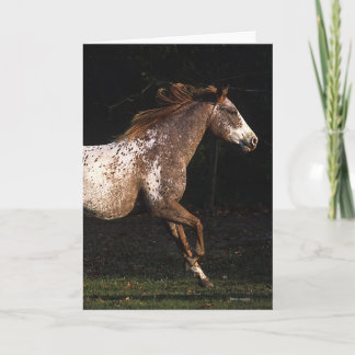 Cartão Cavalo Appaloosa Correndo 4
