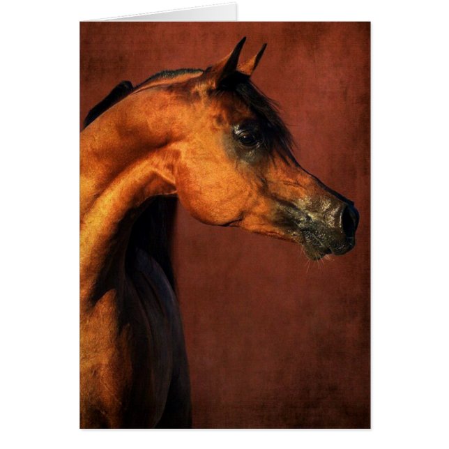 Cartão Cavalo Árabe da Baía (Frente)