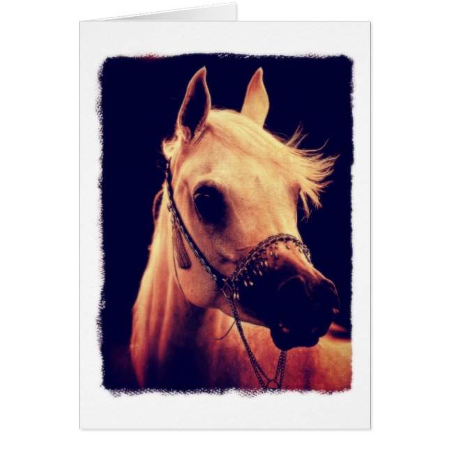 Cartão Cavalo Árabe em um Show Halter (Frente)