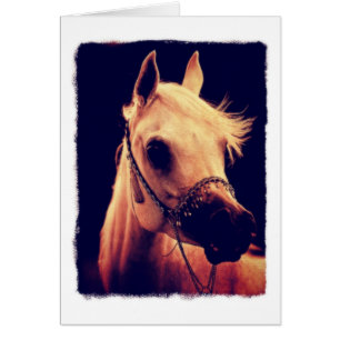 Cartão Cavalo árabe em uma cabeçada da mostra