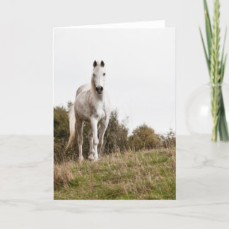 Cartão Cavalo branco